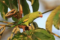 Yellow-chevroned Parakeet